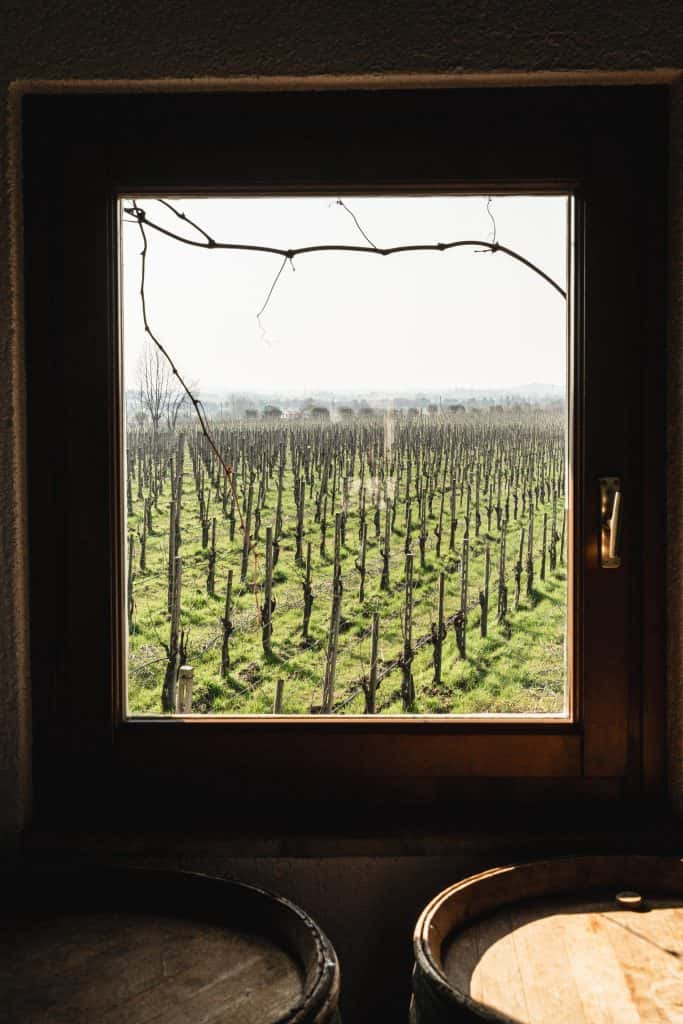 Un vigneto con filari di vite è visto attraverso una finestra con cornice di legno, con due botti visibili all'interno vicino alla parte inferiore dell'inquadratura. La luce del sole illumina il campo verde all'esterno.